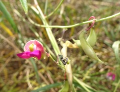 Phaseolus acutifolius