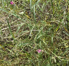 Phaseolus acutifolius