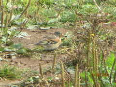 Fringilla montifringilla