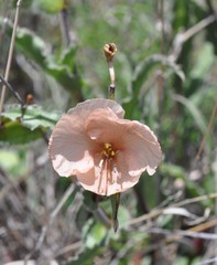 Commelina scabra