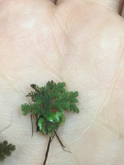 Azolla caroliniana