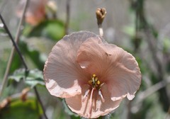 Commelina scabra