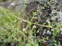 Hyptis urticoides