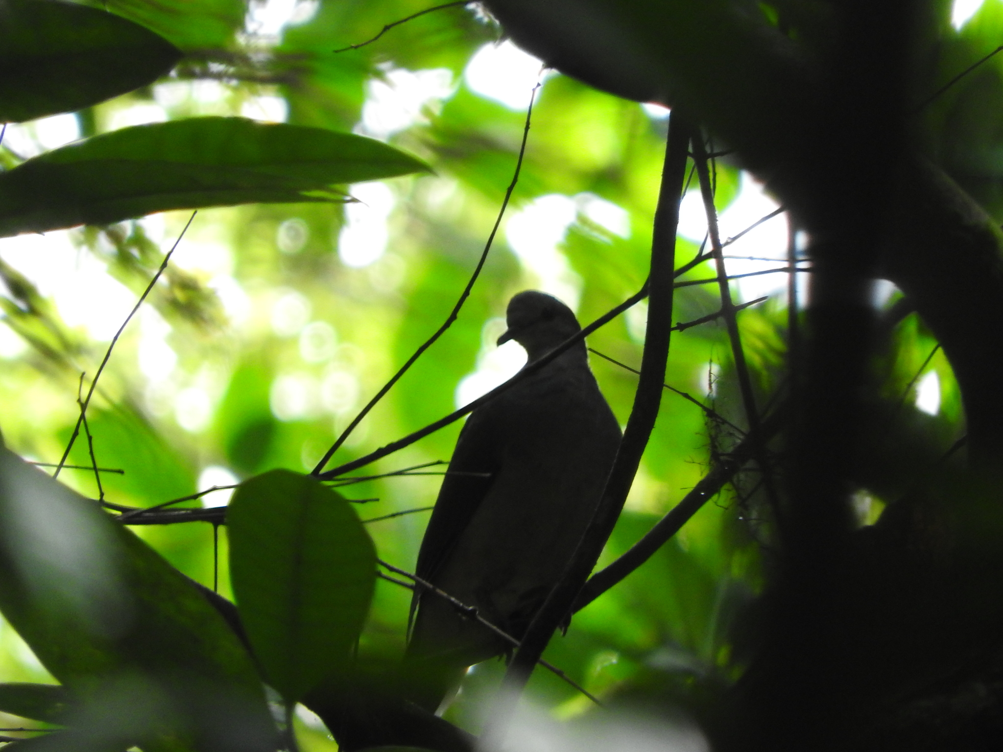 Island Bronze-naped Pigeon (Columba malherbii), photo 10