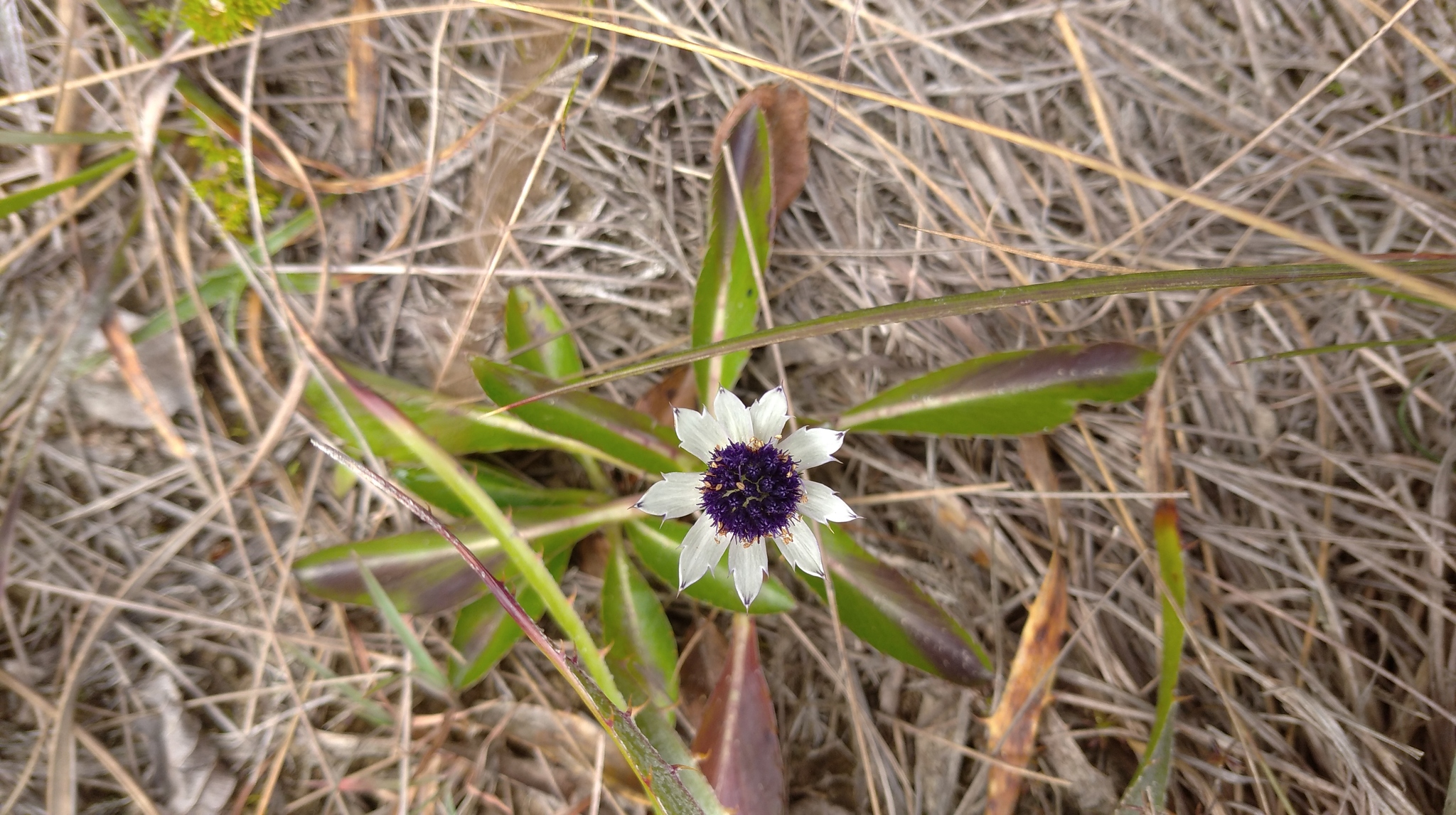 Eryngium humile image