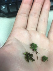 Azolla caroliniana