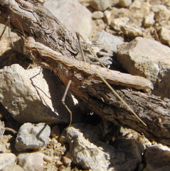 Geomantis larvoides