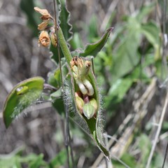 Commelina scabra