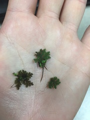 Azolla caroliniana
