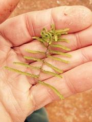 Gleichenia microphylla