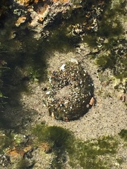 Anthopleura xanthogrammica