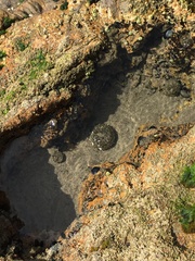 Anthopleura xanthogrammica