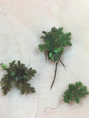Azolla caroliniana
