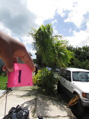 Ptychosperma macarthurii