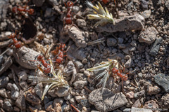 Pogonomyrmex occidentalis