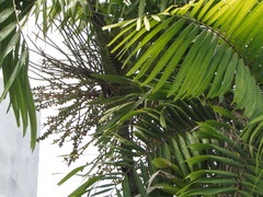 Ptychosperma macarthurii