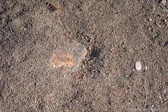 Pogonomyrmex occidentalis