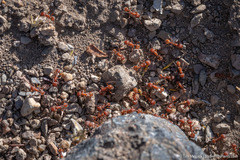 Pogonomyrmex occidentalis