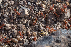 Pogonomyrmex occidentalis