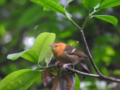 Ploceus sanctithomae