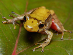 Pristimantis erythropleura