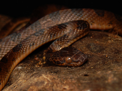 Leptodeira ornata