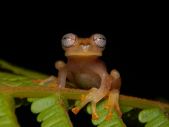 Nymphargus rosada