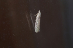 Lamoria adaptella