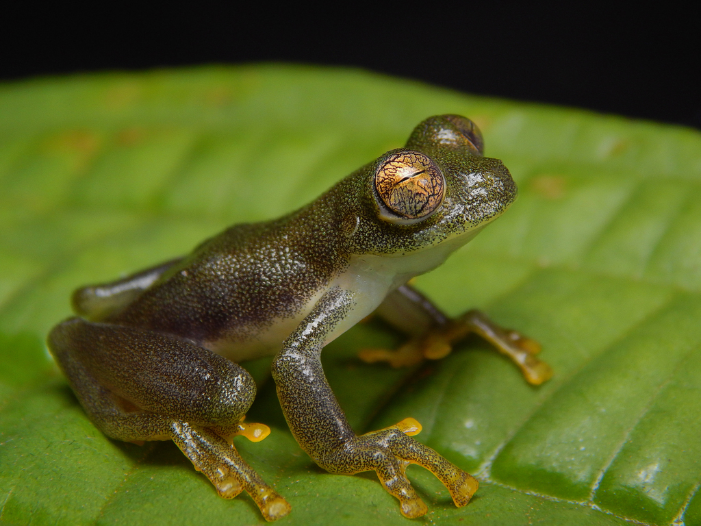 Rulyrana susatamai