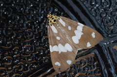 Utetheisa okinawensis