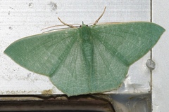 Thalassodes intaminata