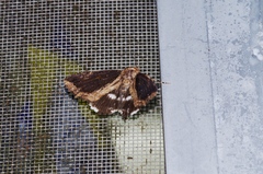 Ercheia dubia