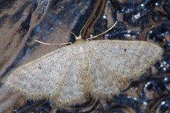 Idaea neovalida