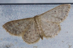 Idaea neovalida