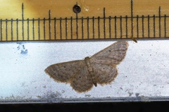 Idaea neovalida