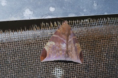 Pindara illibata