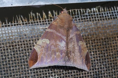 Pindara illibata