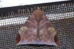 Pindara illibata