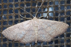 Scopula personata