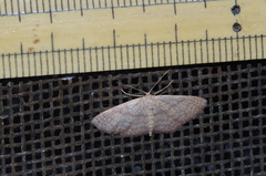 Scopula personata