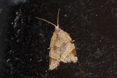 Neocalyptis affinisana