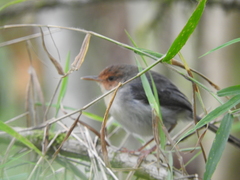 Prinia molleri