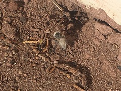 Dasymutilla pseudopappus