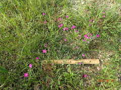 Boerhavia linearifolia