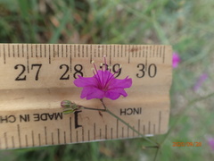 Boerhavia linearifolia