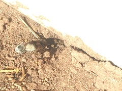 Dasymutilla pseudopappus