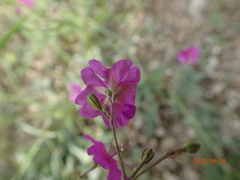 Boerhavia linearifolia