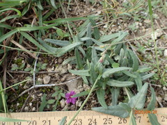 Boerhavia linearifolia