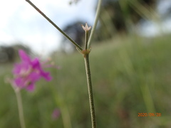 Boerhavia linearifolia