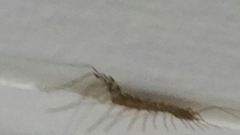 Scutigera coleoptrata